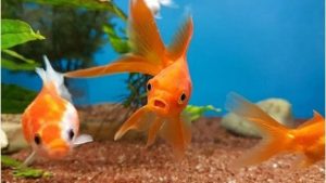 goldfish tank mates