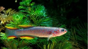 Most Popular Colorful Fish