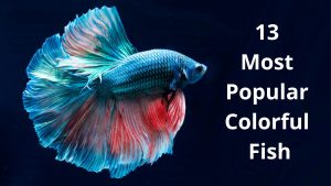 Most Popular Colorful Fish