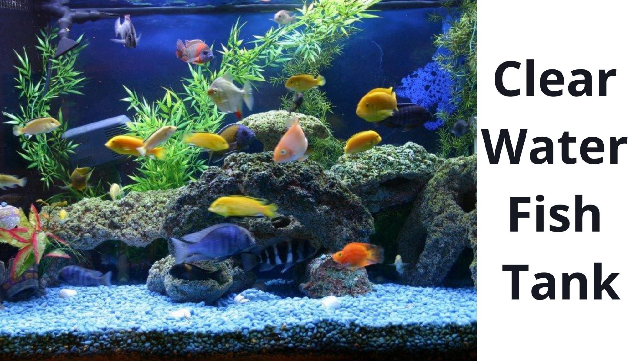 how to clear the water in a freshwater fish tank