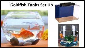 Goldfish Tanks Set Up