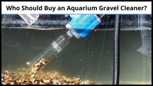 Who Should Buy an Aquarium Gravel Cleaner