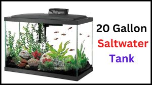 20 Gallon Saltwater Tank
