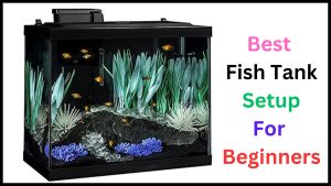 Best Fish Tank Setup For Beginners
