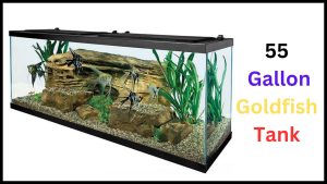 55 Gallon Goldfish Tank