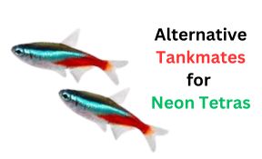 Alternative Tankmates for Neon Tetras