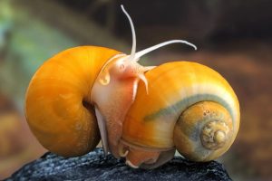 Apple Snails
