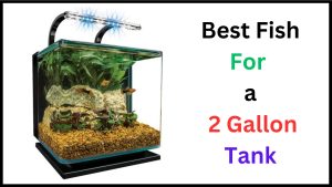 Best Fish For a 2 Gallon Tank