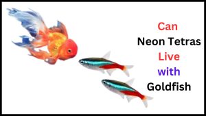 Can Neon Tetras Live with Goldfish