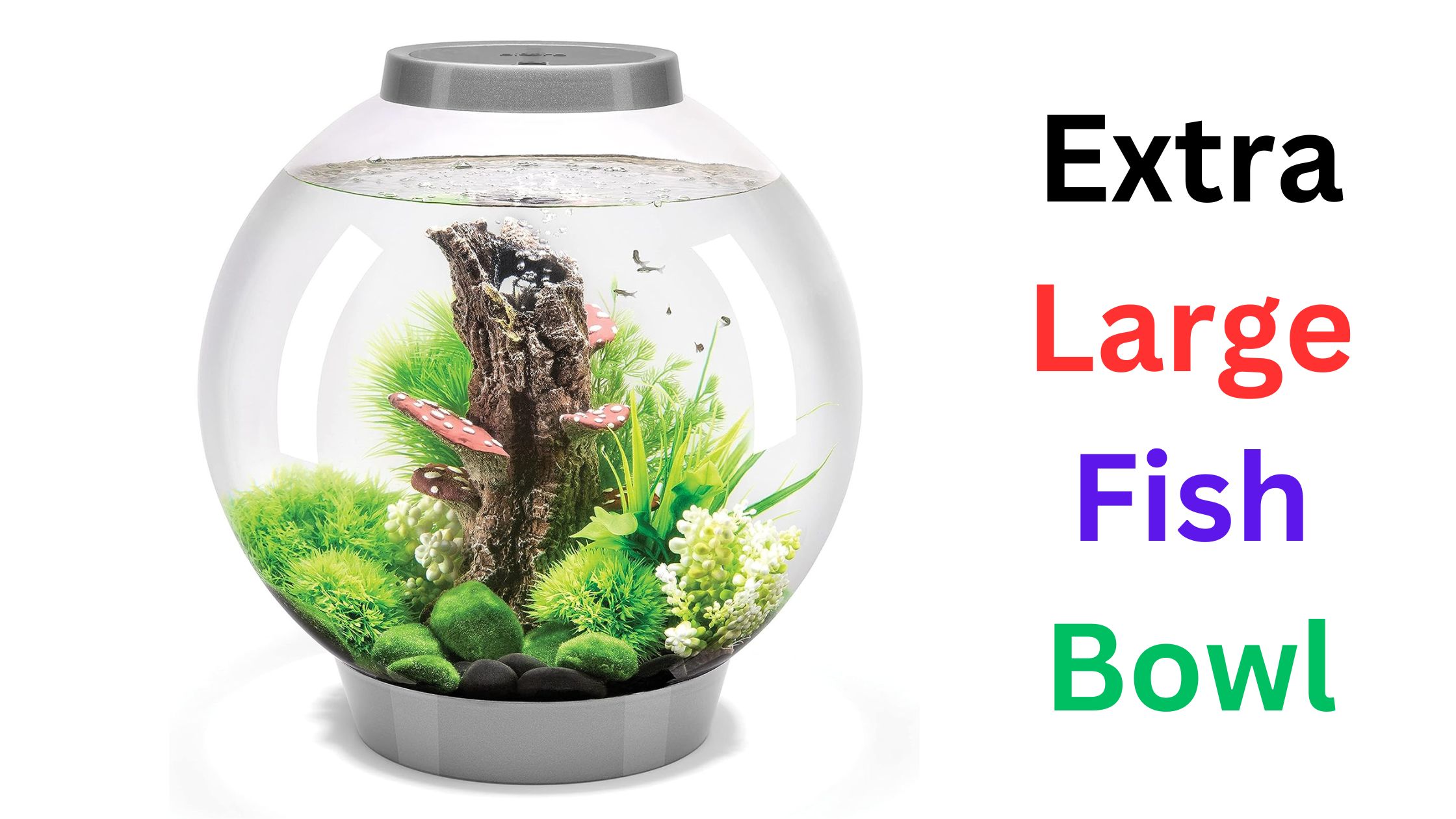 Extra Large Fish Bowl: A Guide to Choosing the Perfect Bowl!