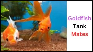 Goldfish Tank Mates