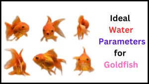 Ideal Water Parameters for Goldfish