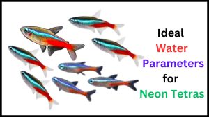Ideal Water Parameters for Neon Tetras