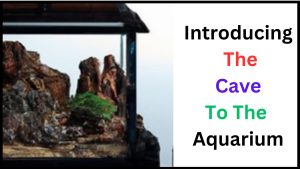 Introducing the Cave to the Aquarium
