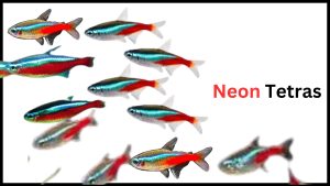 Can Neon Tetras Live with Goldfish