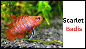 Best Fish For a 2 Gallon Tank