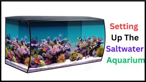 Easiest Saltwater Aquarium Setup