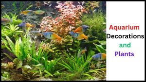 Aquarium Decorations and Plants