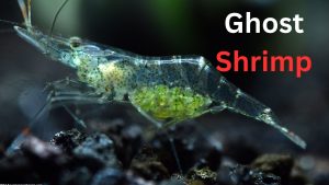 Ghost Shrimp