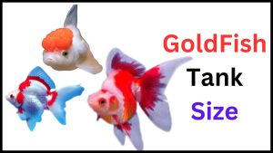 Gold Fish Tank Size