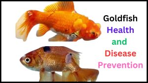 Goldfish Health and Disease Prevention