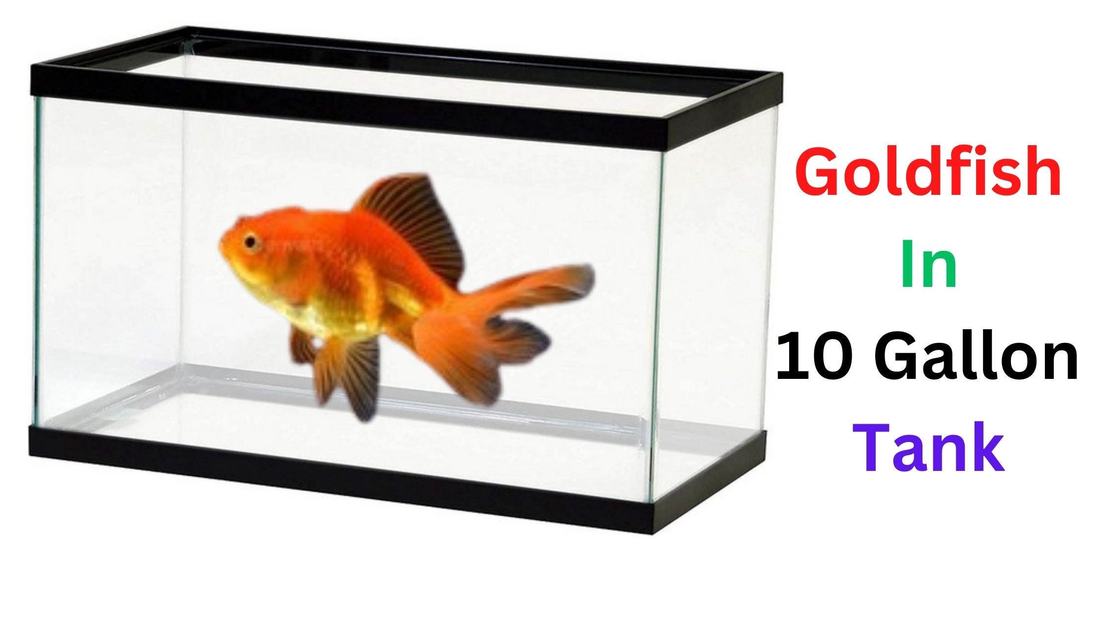 The Ultimate Guide to Keeping Goldfish in a 10 Gallon Tank