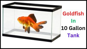 Goldfish In 10 Gallon Tank