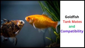 Goldfish Tank Mates and Compatibility