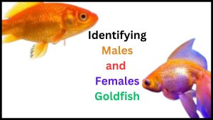 Identifying Males and Females Goldfish