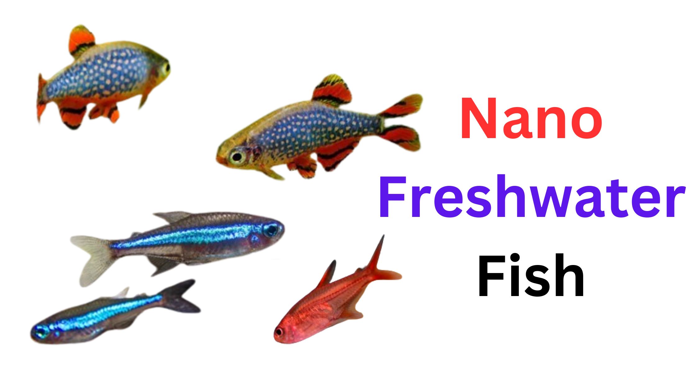 The Fascinating World of Nano Freshwater Fish