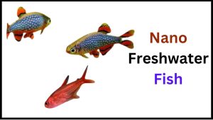 Nano Freshwater Fish